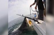 美国青年在海上钓鱼遭遇5米大白鲨，生死一线
