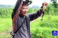 飞蝇竿下的藕塘奇遇：钓起一条不寻常的鱼