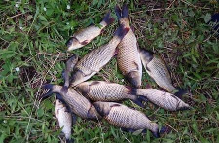 秋季野钓鲤鱼的秘诀：4种面饵配方，轻松捕获