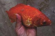 你曾经钓过红色的鲫鱼吗？一位市民在长江边捕获到稀有的金鱼品种
