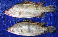 哈尔滨松花江的珍稀鱼类有哪些？