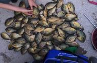 四川升钟湖惊现“外来鱼”太阳鱼，半小时钓获30多条！