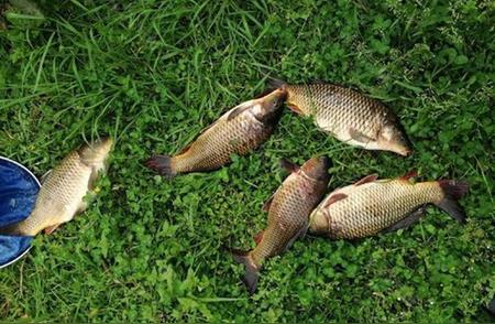 秋季野钓鲤鱼：4款窝头饵料配方，低成本高效益，大小通杀