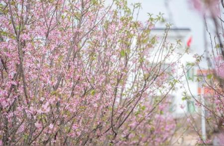 广州三月花海盛景，美不胜收！