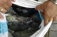 新加坡钓到的巨黑罗非鱼，真的可以吃吗？