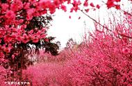 连平河源：鹰嘴桃花盛开，休闲徒步与摄影之旅