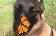 帝王蝶与比利时马利诺犬的美妙相遇！