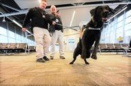 美国机场警犬的挑选标准：为何安检犬的耳朵要下垂？