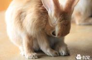 兔兔毛发状况：如何通过观察了解其健康状态