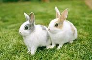 兔年特辑：兔子的分类与特点