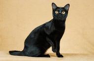 它是猫界的黑豹，行动敏捷，常被国内猫贩子替换成黑猫！