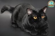 孟买猫详细介绍：与中华田园黑猫的对比