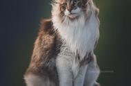 挪威森林猫：王者的威武形象