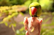 鹦鹉能理解自己的声音吗？还是只是模仿人类说话？