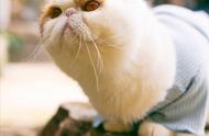 为什么说加菲猫不好养？网友分享：需要耐心