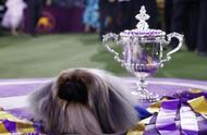 京巴犬在中国威斯敏斯特犬展上荣获总冠军