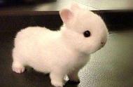 荷兰侏儒兔：世界上最小却最聪明的宠物兔