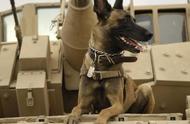 马林诺斯犬：现代军警的理想伙伴