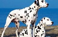 大麦町犬：世界名犬中的斑点狗代表