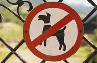 禁养犬名单公布：再次提醒，再养就违法了