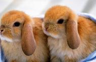 荷兰垂耳兔：宠物图集精选
