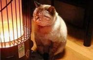 6种猫界中最不耐寒的品种，不注意防寒保暖易感冒