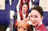 带宠物狗乘飞机旅行：注意事项和必备手续