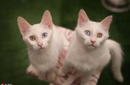 土耳其梵猫研究中心：揭秘异色瞳猫咪的魅力