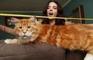世界最长的猫：橘色与缅因色的完美结合，胖乎乎的可爱无比！