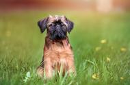 世界上最小的犬种是什么？