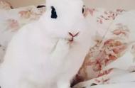 小白兔的眼线魅力：美翻了