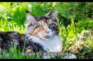 缅因猫在中国为何不常见？