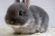 小兔子的温顺性格使其成为都市狭小空间的理想宠物