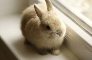 兔子耳朵：不可抓的敏感区域
