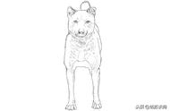 中华田园犬-两广品系土狗的标准，你的宠物是正宗的吗？
