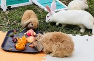 新春佳节，广州动物园迎来70多只萌兔