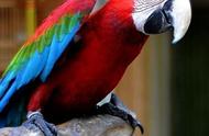 鹦鹉：一种多彩鸟类的详细介绍