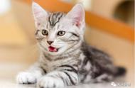美国短毛猫是什么品种的猫？