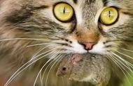 喵星人的阴谋：猫真的是精神鸦片吗？
