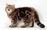 短毛异国猫：一种迷人的宠物选择
