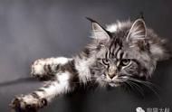 大型猫科动物：缅因猫的详细介绍