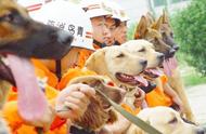 搜救犬百科：向灾难中的英雄们致敬
