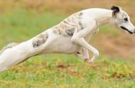 十大速度惊人的狗狗：它们的奔跑速度堪比小汽车