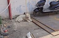 一只萨摩耶流浪狗躺在水泥地上，毛发凌乱，令人心疼：为何有人会遗弃它？