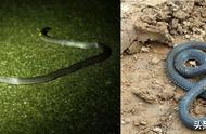 了解25种蛇：遇到毒性强的毒蛇要迅速逃离
