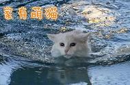 揭秘日常中的猫之传说：它们真的怕水吗？