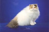 波斯猫：全球知名的迷人猫种