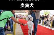 贵宾犬：犬类智商排名第二的宠物