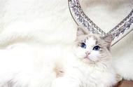 布偶猫：宠物百科中的温柔之王