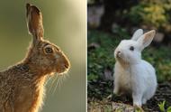 野兔与家兔：揭秘它们之间的差异
